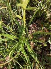 Gentiana algida