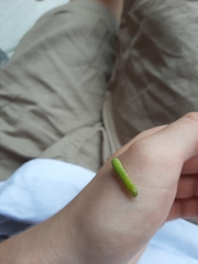 Phlogophora meticulosa