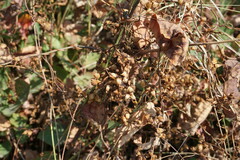 Cuscuta lupuliformis