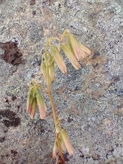 Nabalus trifoliolatus