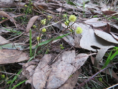 Acacia aculeatissima