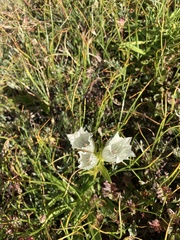 Gentiana algida