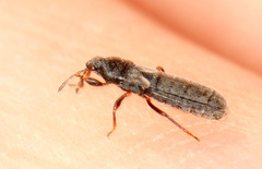 Ischnodemus sabuleti