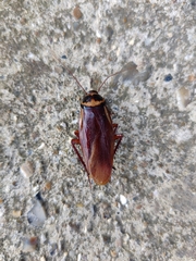 Periplaneta australasiae