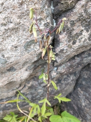 Nabalus trifoliolatus