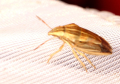 Aelia acuminata