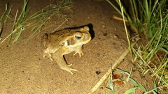 Rhinella diptycha