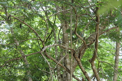 Melanerpes superciliaris