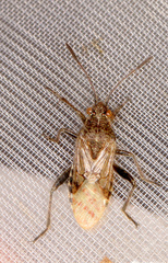 Rhopalus parumpunctatus