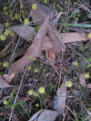 Acacia aculeatissima
