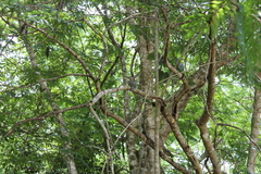 Melanerpes superciliaris