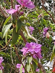 Tibouchina