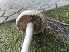 Agrocybe