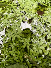 Callitriche cophocarpa