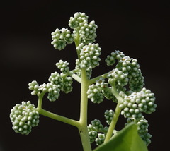 Heliotropium arboreum