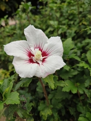 Hibiscus syriacus