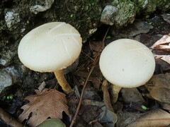 Agrocybe