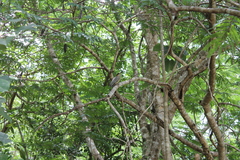 Melanerpes superciliaris