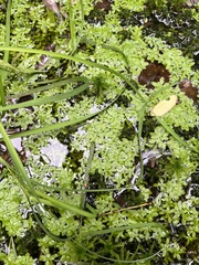 Callitriche cophocarpa