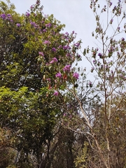 Tibouchina