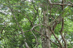 Melanerpes superciliaris