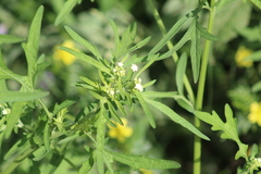 Parthenium bipinnatifidum