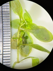 Callitriche cophocarpa