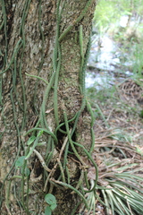 Cactoideae