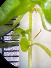 Callitriche cophocarpa