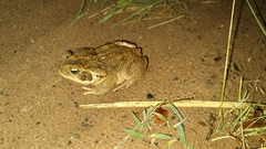 Rhinella diptycha