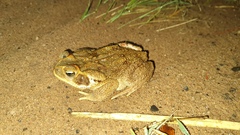 Rhinella diptycha