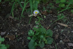 Erigeron annuus