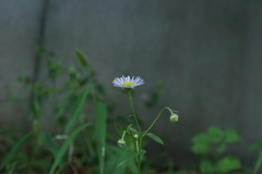 Erigeron annuus