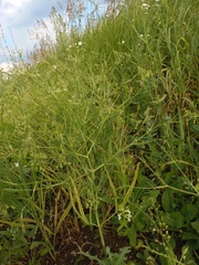 Falcaria vulgaris