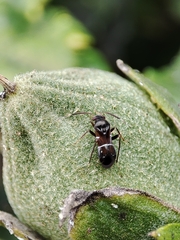 Pilophorus perplexus