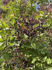 Sambucus nigra