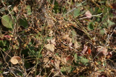 Cuscuta lupuliformis