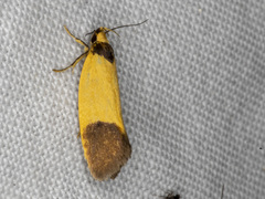 Merocroca automima