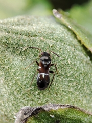 Pilophorus perplexus