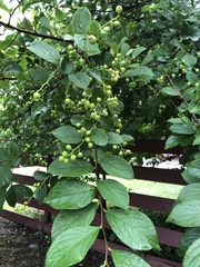 Symplocos paniculata