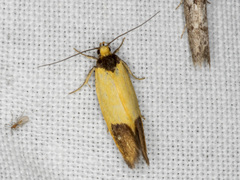 Merocroca automima