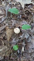 Russula compacta