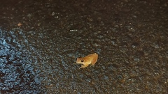 Dendropsophus minutus