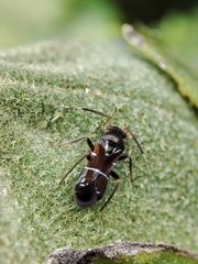 Pilophorus perplexus