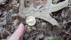 Russula compacta