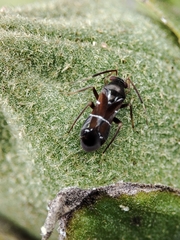 Pilophorus perplexus