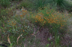 Daviesia nudiflora nudiflora