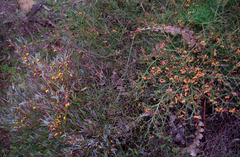 Daviesia nudiflora nudiflora