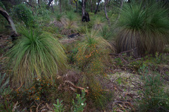 Daviesia nudiflora nudiflora