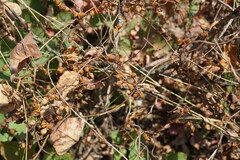 Cuscuta lupuliformis